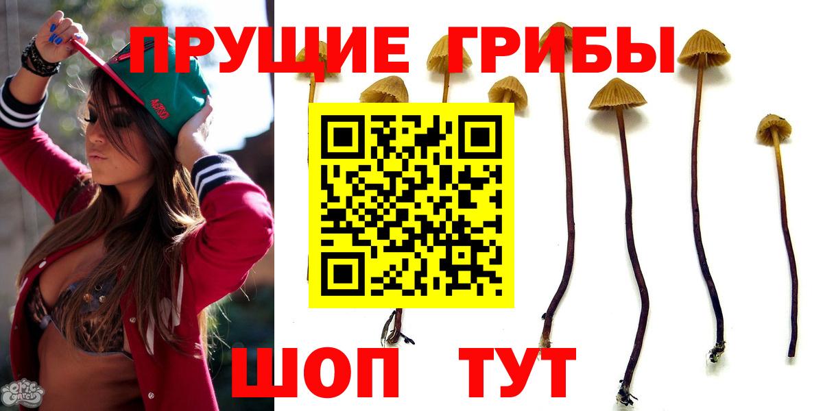 Тимашёвск  Галлюциногенные грибы Psilocybe  Вход с VPN 
